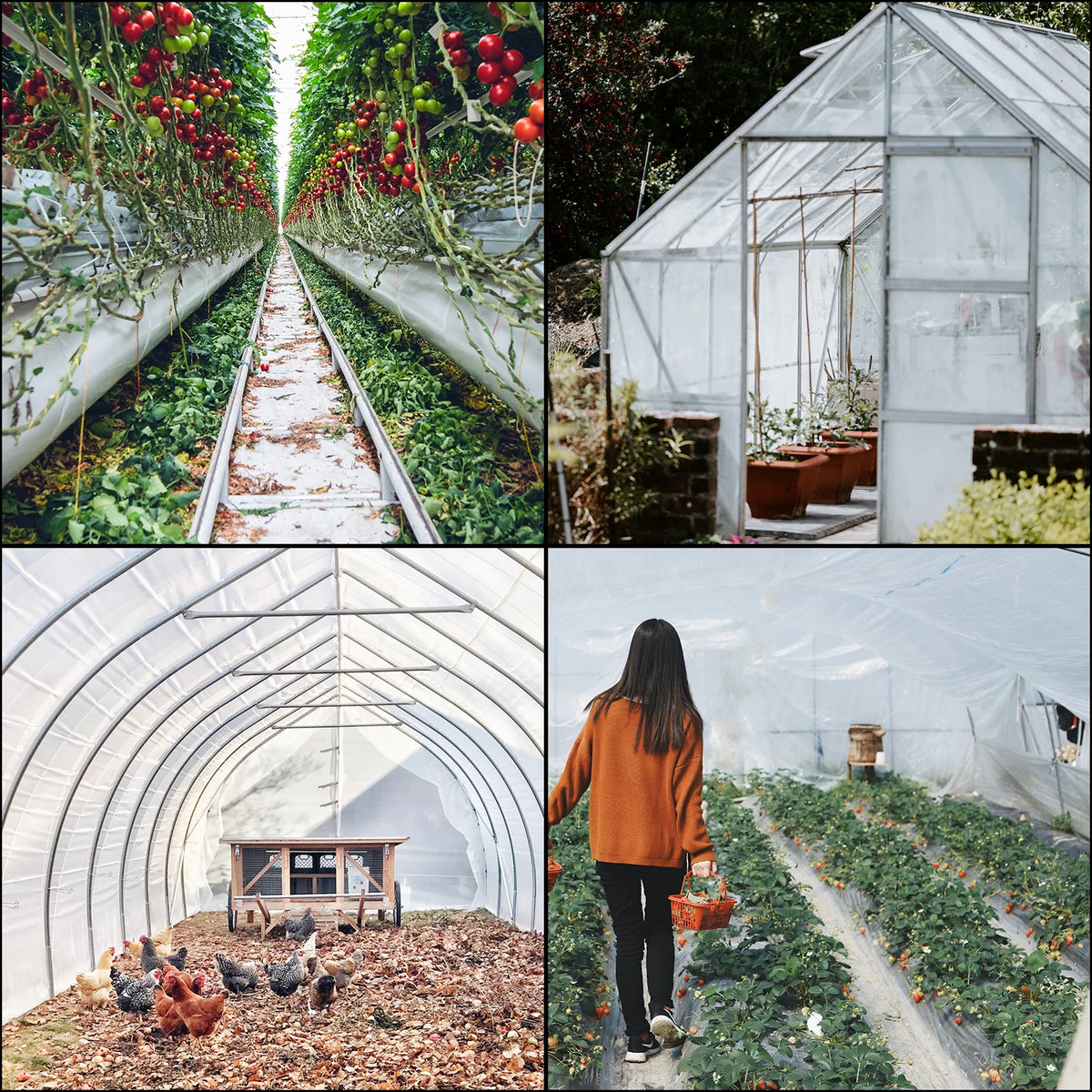 SucceBuy UV Resistant Polyethylene Agricultural Greenhouse Film For Plants